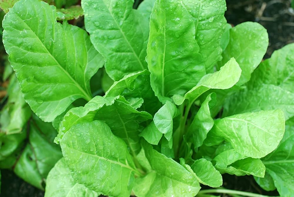Indian Summer Spinach Seeds - Heirloom, Fast-Growing, Nutritious Greens for Your Garden - Image 3