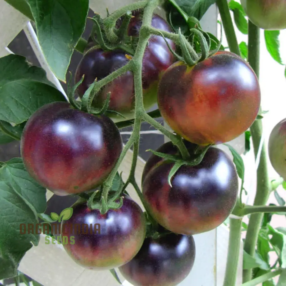 Indigo Blue Berries Tomato Seeds, Heirloom Vegetable Seeds for Home Gardening, Unique Colorful Variety