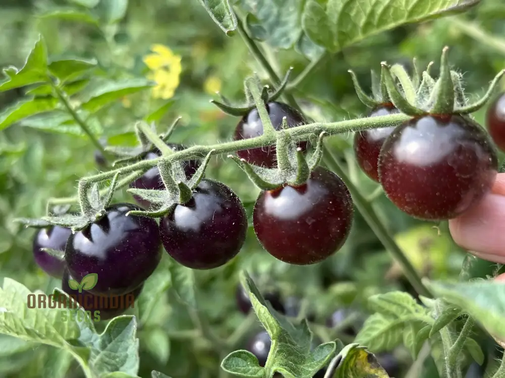 Indigo Blue Berries Tomato Seeds, Heirloom Vegetable Seeds for Home Gardening, Unique Colorful Variety - Image 3