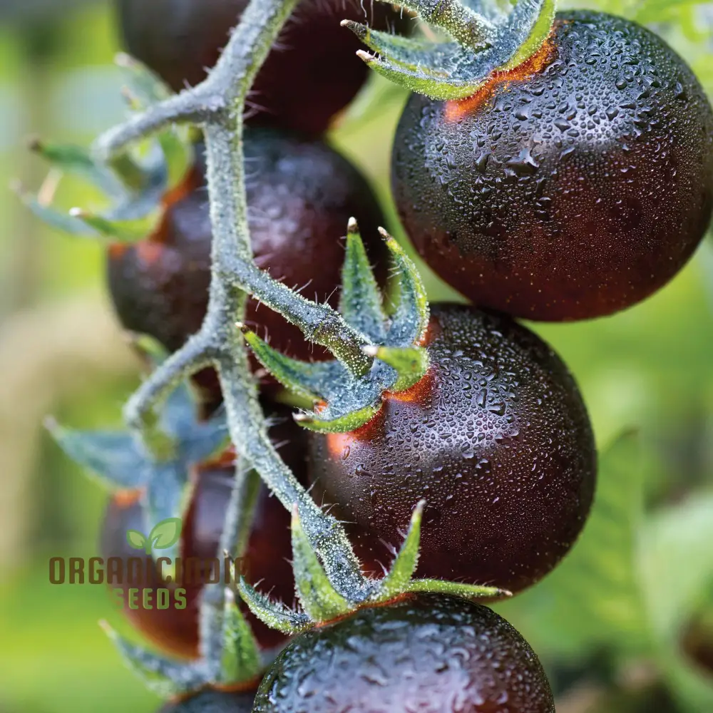 Indigo Blue Berries Tomato Seeds, Heirloom Vegetable Seeds for Home Gardening, Unique Colorful Variety - Image 4