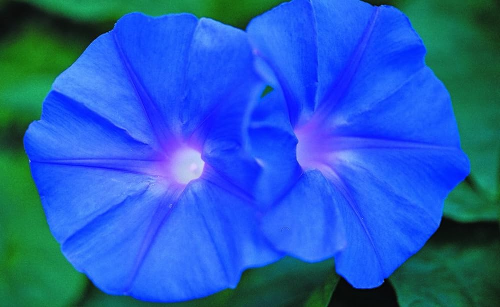 Indigo Blue Petunia Seeds โ Bold, Vibrant Blooms for Gardens & Containers - Image 3
