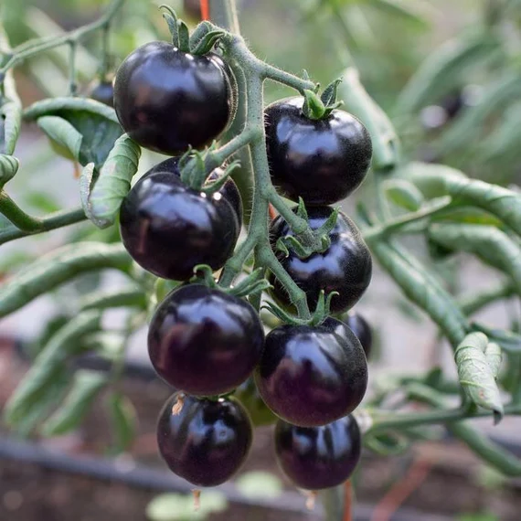 Indigo Rose Tomato Seeds – Organic, High-Yield, Deep Purple Heirloom Variety