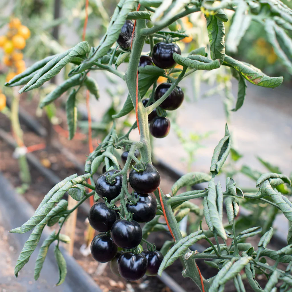 Indigo Rose Tomato Seeds – Organic, High-Yield, Deep Purple Heirloom Variety - Image 4