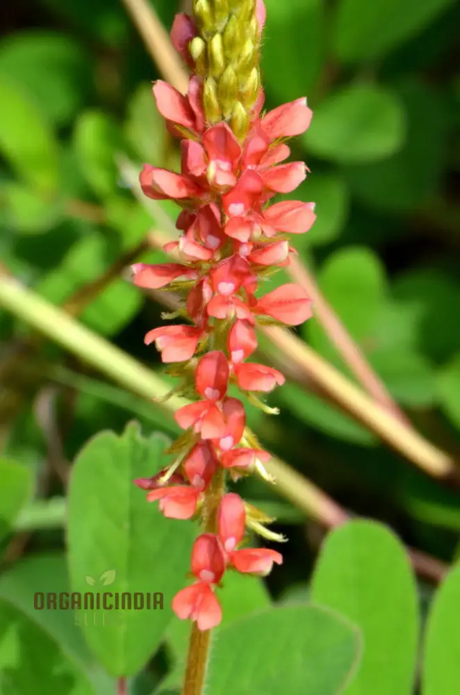 Indigofera Hirsuta Seeds : Gardening Tips, Care Guide, and Growing Advice for Longevity