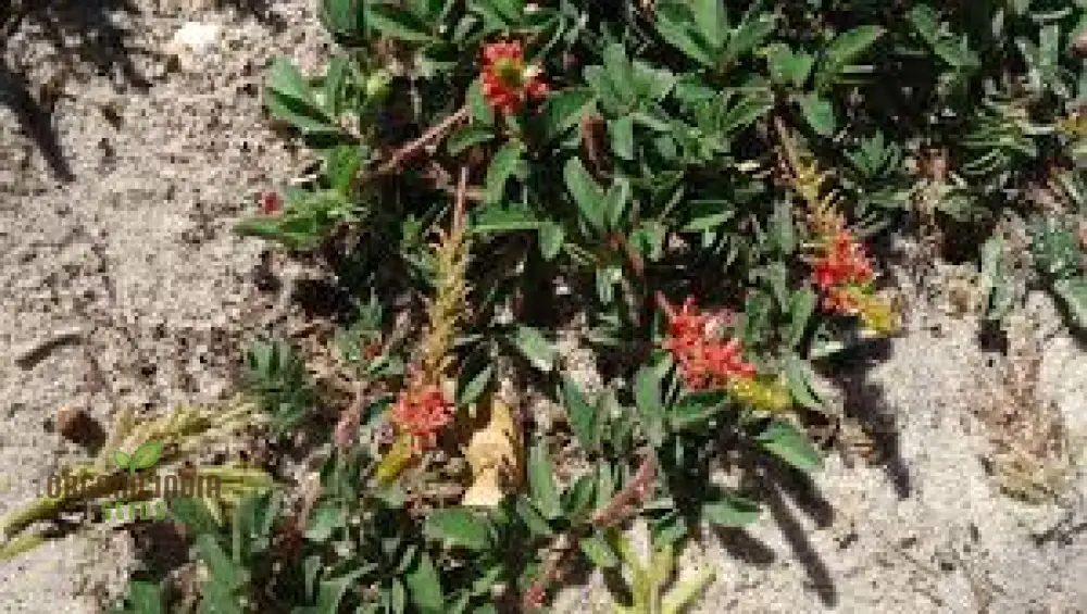 Indigofera Hirsuta Seeds : Gardening Tips, Care Guide, and Growing Advice for Longevity - Image 3