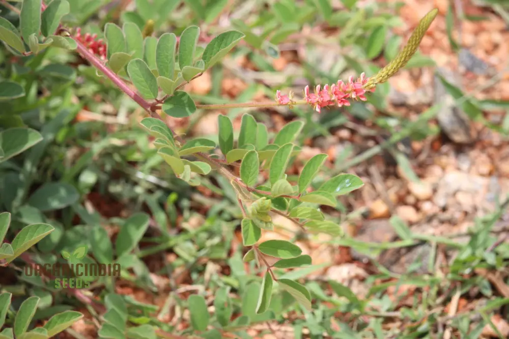 Indigofera Hirsuta Seeds : Gardening Tips, Care Guide, and Growing Advice for Longevity - Image 4
