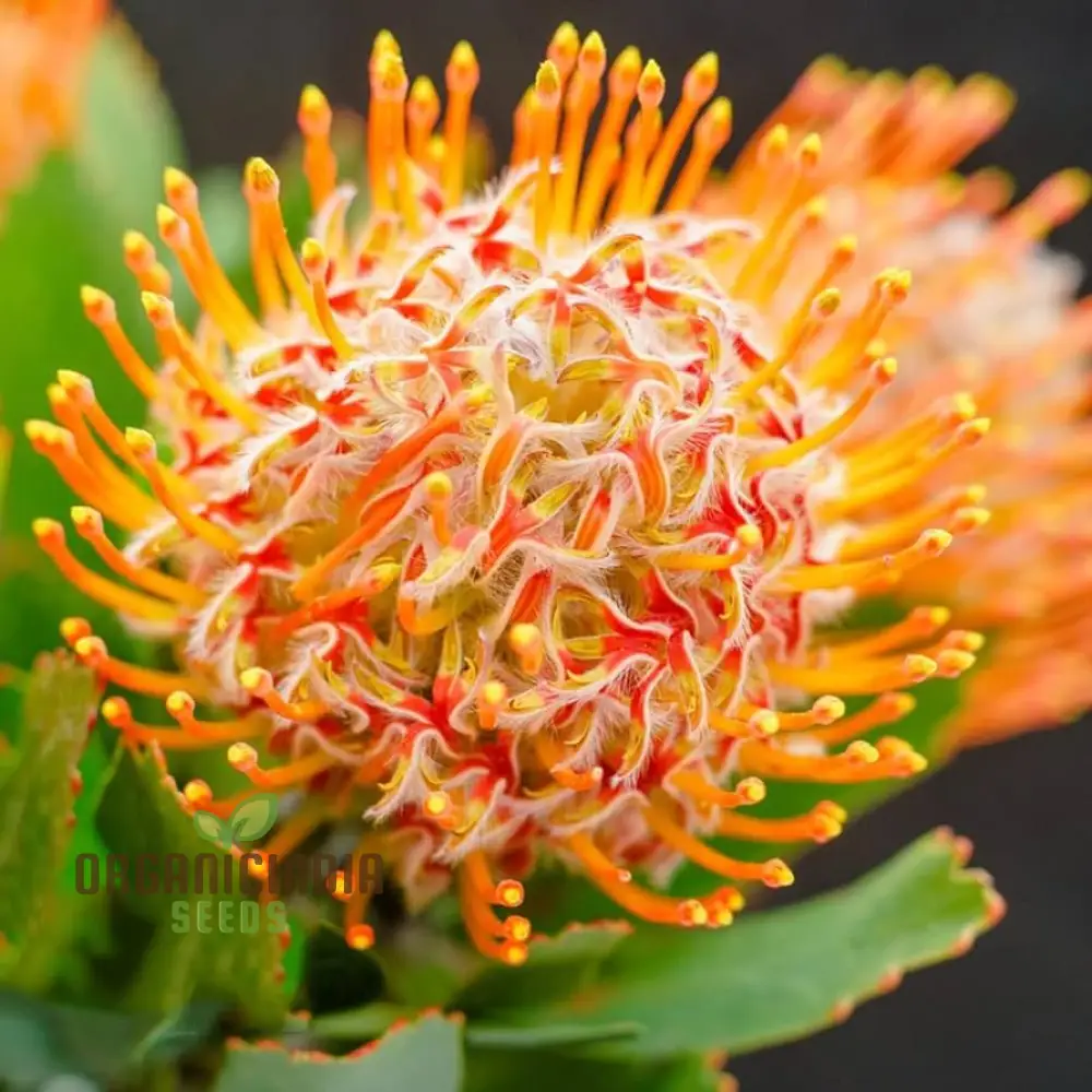 Orange Protea Flower Seeds - Exotic and Stunning Blooms for Unique Garden Displays