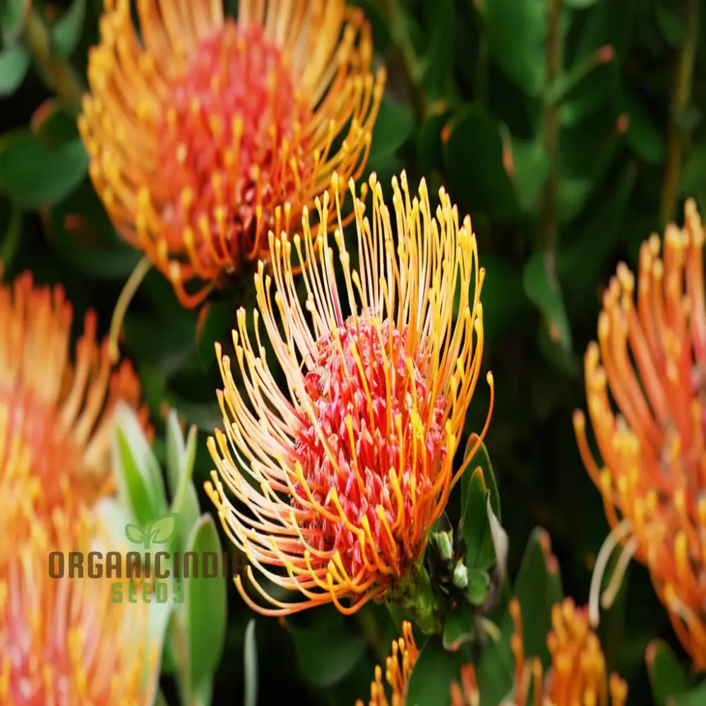 Orange Protea Flower Seeds - Exotic and Stunning Blooms for Unique Garden Displays - Image 3