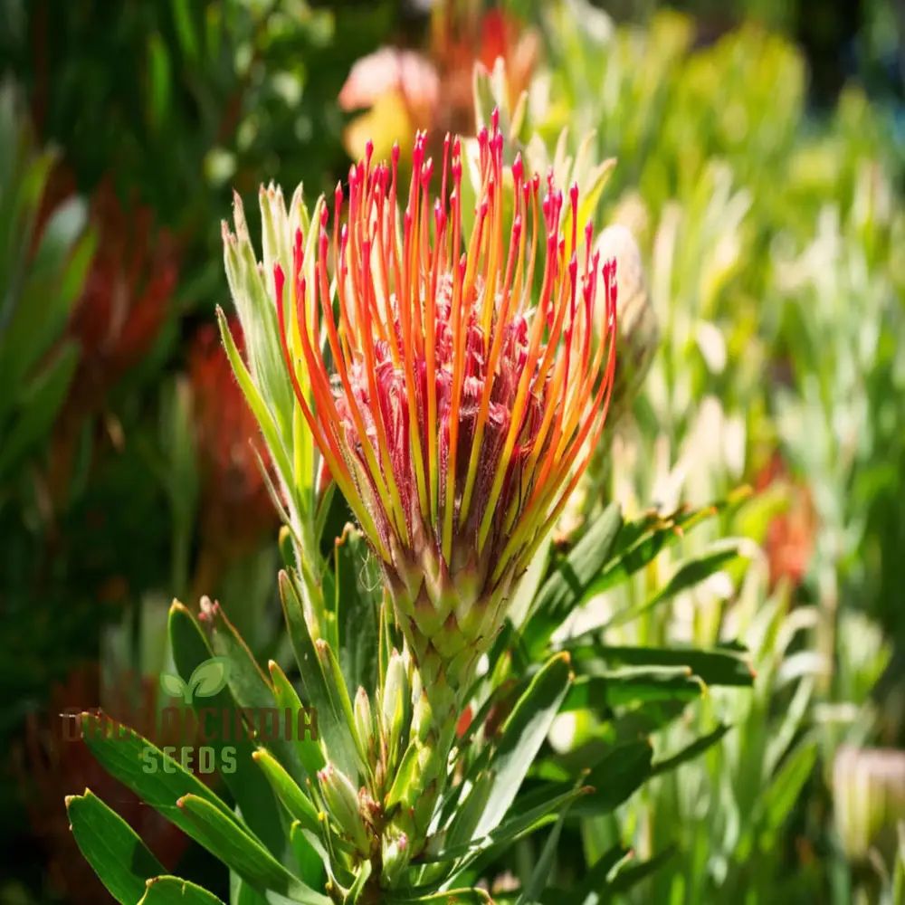 Orange Protea Flower Seeds - Exotic and Stunning Blooms for Unique Garden Displays - Image 4