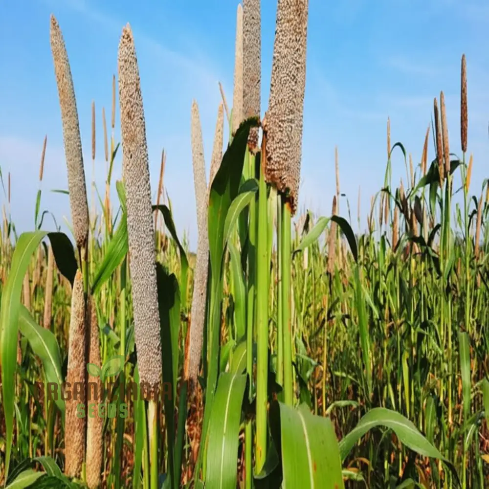 Millet Seeds, Innovative Recipes Showcasing the Nutritional Power of Millet Seeds - Image 4