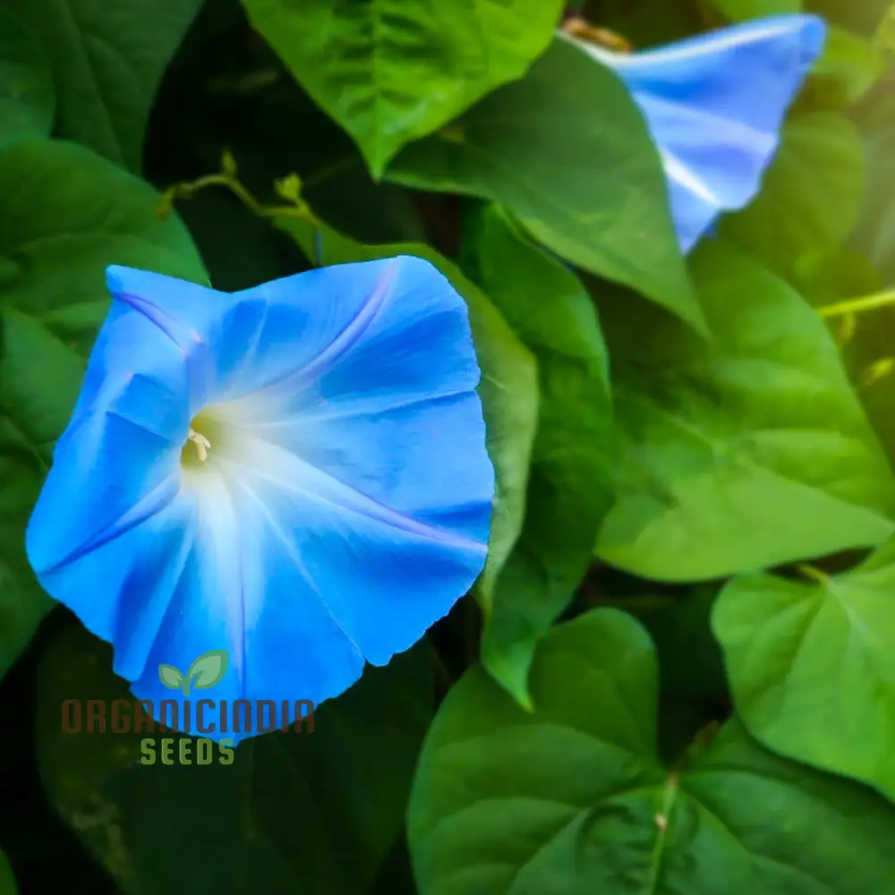 Ipomoea Heavenly Blue Flower Seeds, A Complete Guide to Flower Selection, Seed Planting, and Expert Gardening Techniques