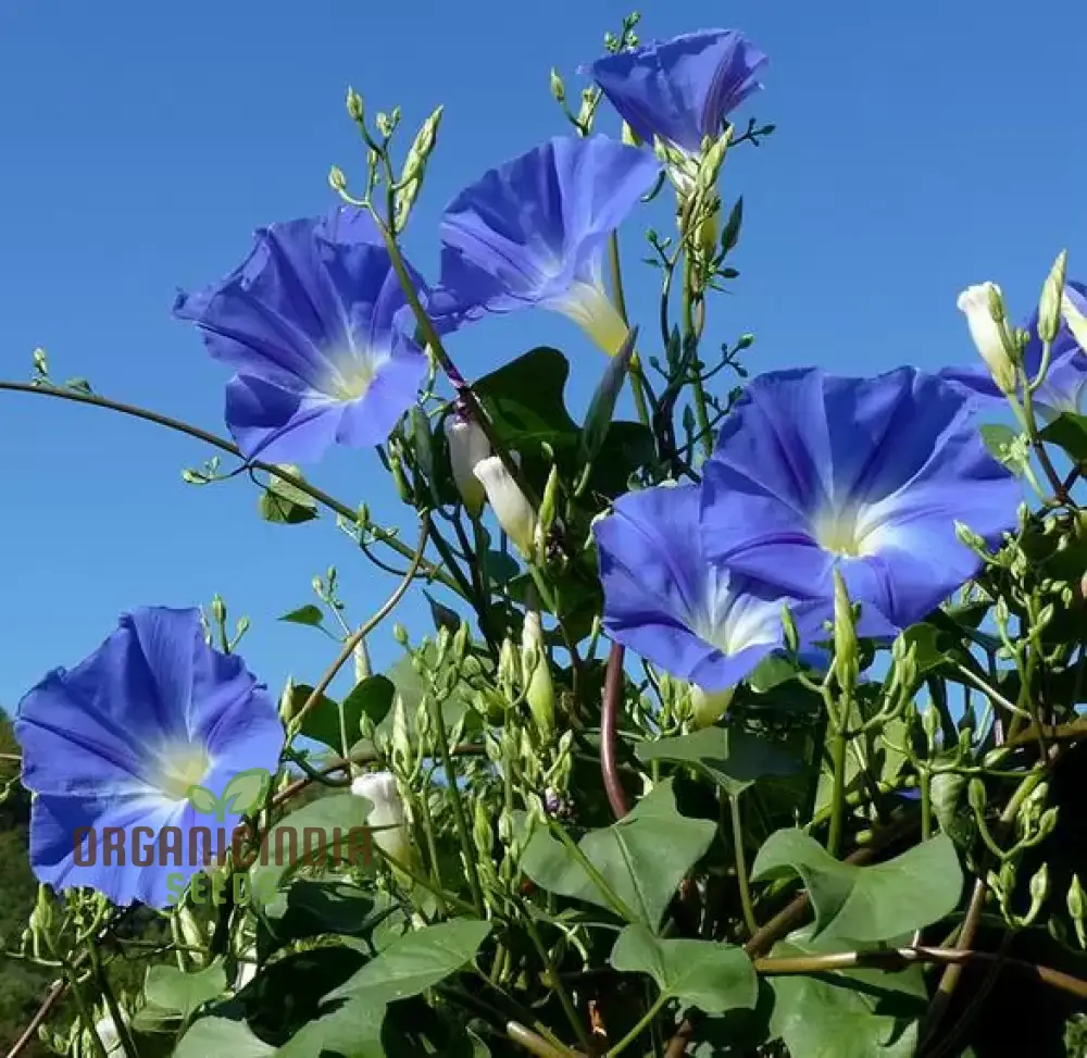 Ipomoea Heavenly Blue Flower Seeds, A Complete Guide to Flower Selection, Seed Planting, and Expert Gardening Techniques - Image 3