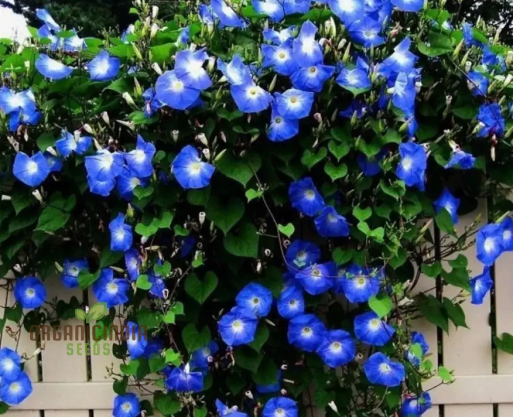 Ipomoea Heavenly Blue Flower Seeds, A Complete Guide to Flower Selection, Seed Planting, and Expert Gardening Techniques - Image 4