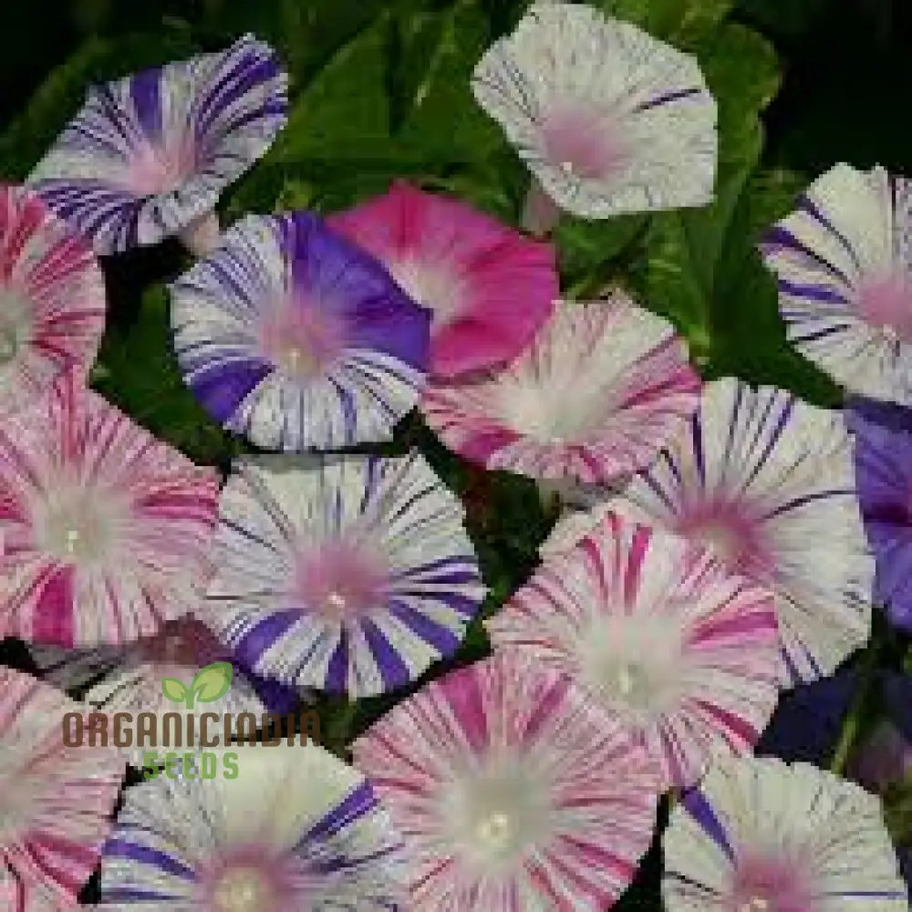 Ipomoea purpurea 'Carnevale di Venezia' Flower Seeds For Planting , The Ultimate Choice for Vibrant and Unique Flowering Vines