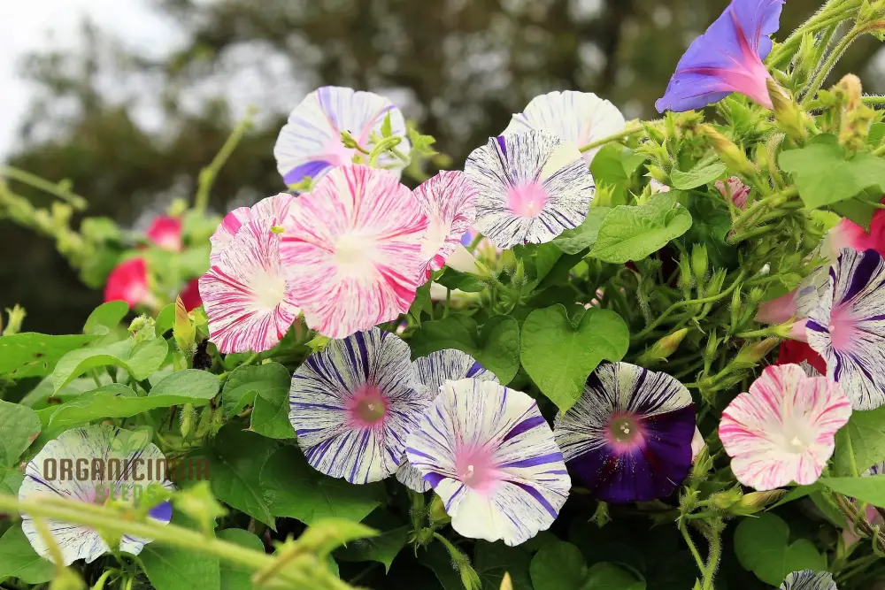 Ipomoea purpurea 'Carnevale di Venezia' Flower Seeds For Planting , The Ultimate Choice for Vibrant and Unique Flowering Vines - Image 3