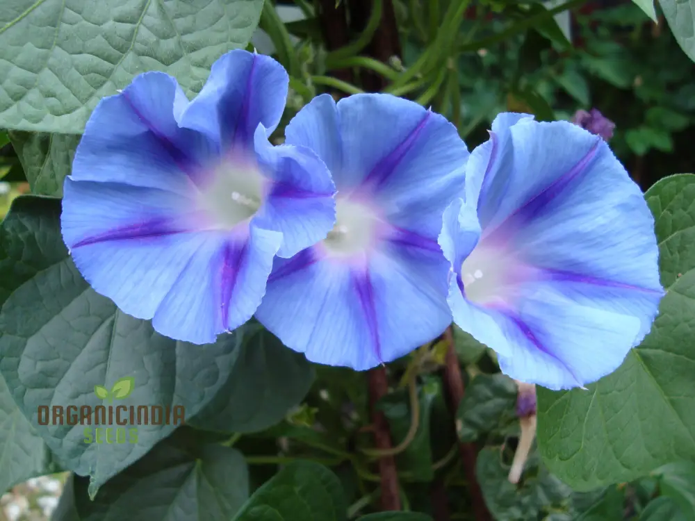 Ipomoea purpurea Dacapo Light Blue Flower Seeds, An Extensive Guide to Flower Selection, Seed Planting, and Expert Gardening Practices