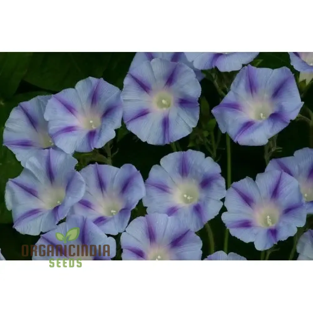 Ipomoea purpurea Dacapo Light Blue Flower Seeds, An Extensive Guide to Flower Selection, Seed Planting, and Expert Gardening Practices - Image 3