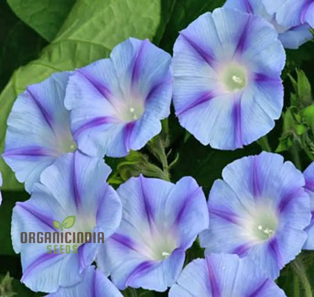 Ipomoea purpurea Dacapo Light Blue Flower Seeds, An Extensive Guide to Flower Selection, Seed Planting, and Expert Gardening Practices - Image 4
