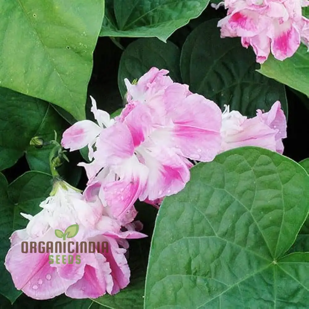 Ipomoea Tutu Flower Seeds for planting: Add Color to Your Garden with Vibrant Blooms