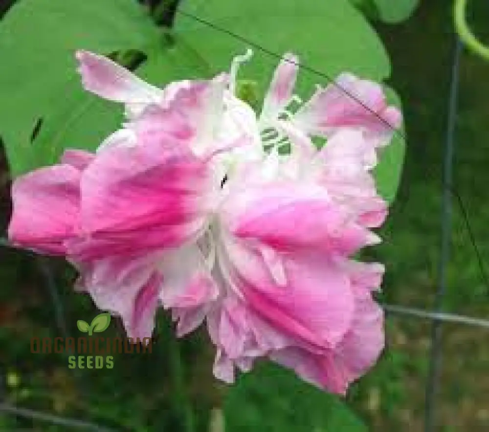 Ipomoea Tutu Flower Seeds for planting: Add Color to Your Garden with Vibrant Blooms - Image 3