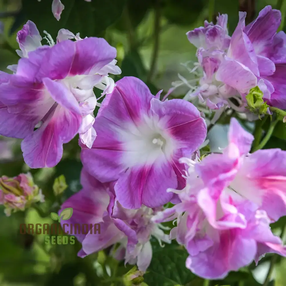 Ipomoea Tutu Flower Seeds for planting: Add Color to Your Garden with Vibrant Blooms - Image 4