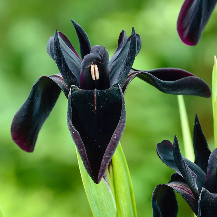 Iris Chrysographes Seeds : Exquisite Black Iris for Your Garden - Hardy Perennial Seeds for Stunning Floral Displays