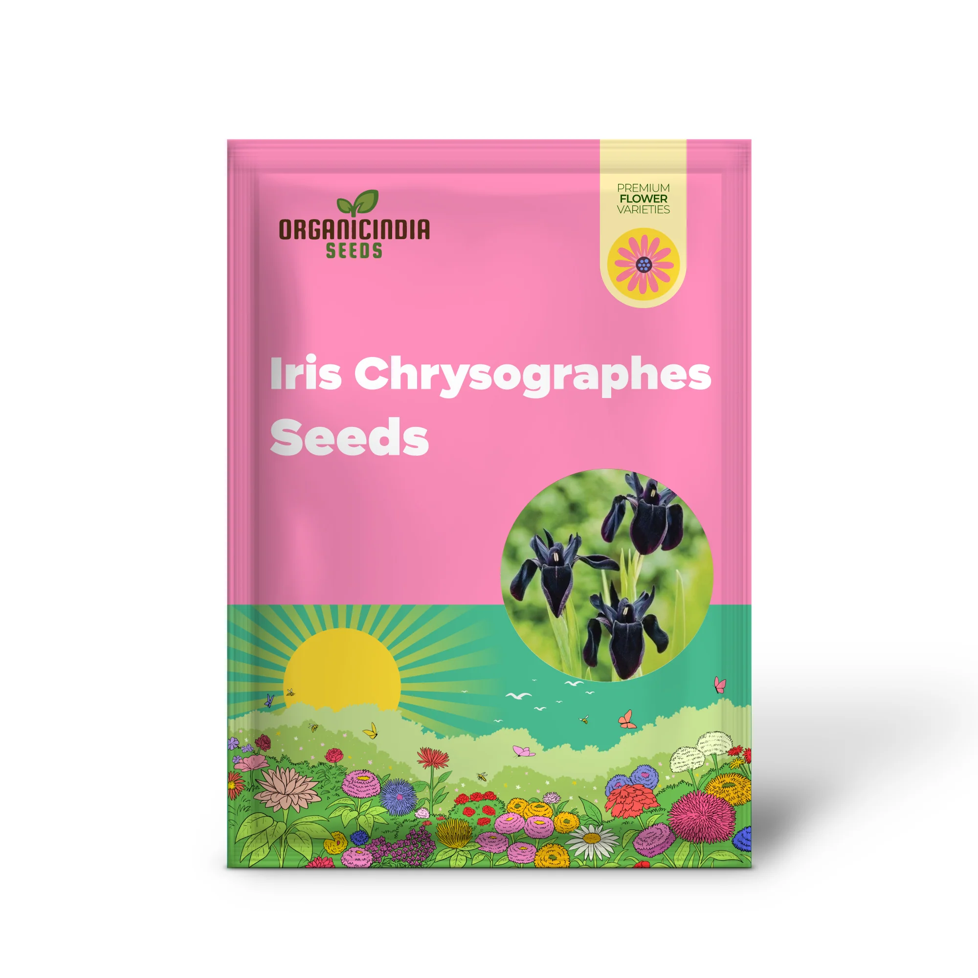 Iris Chrysographes Seeds : Exquisite Black Iris for Your Garden - Hardy Perennial Seeds for Stunning Floral Displays - Image 2