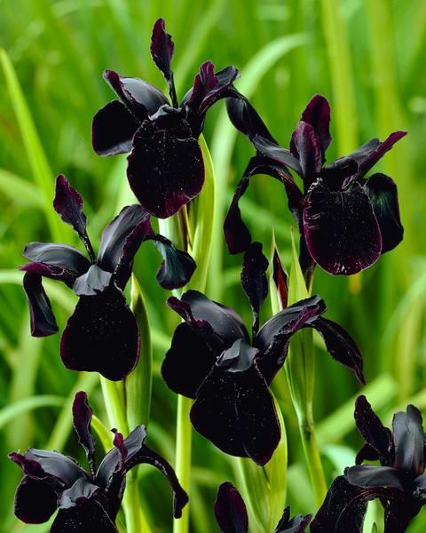 Iris Chrysographes Seeds : Exquisite Black Iris for Your Garden - Hardy Perennial Seeds for Stunning Floral Displays - Image 3