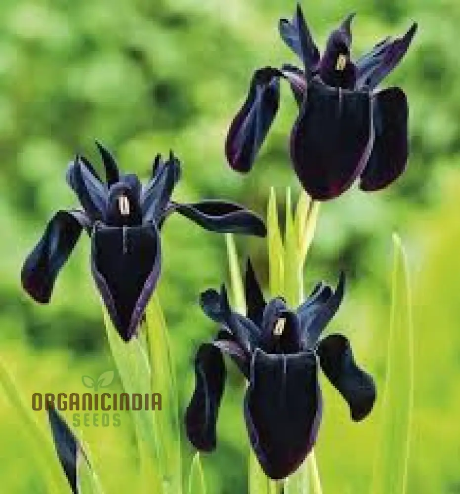 Iris Chrysographes Seeds : Exquisite Black Iris for Your Garden - Hardy Perennial Seeds for Stunning Floral Displays - Image 4