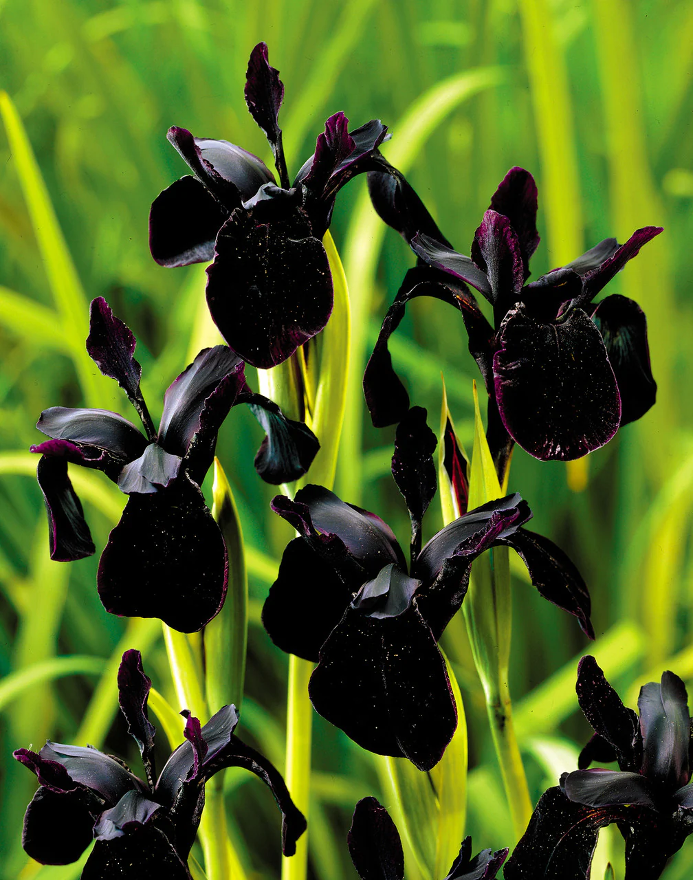 Iris Chrysographes Seeds : Exquisite Black Iris for Your Garden - Hardy Perennial Seeds for Stunning Floral Displays - Image 5