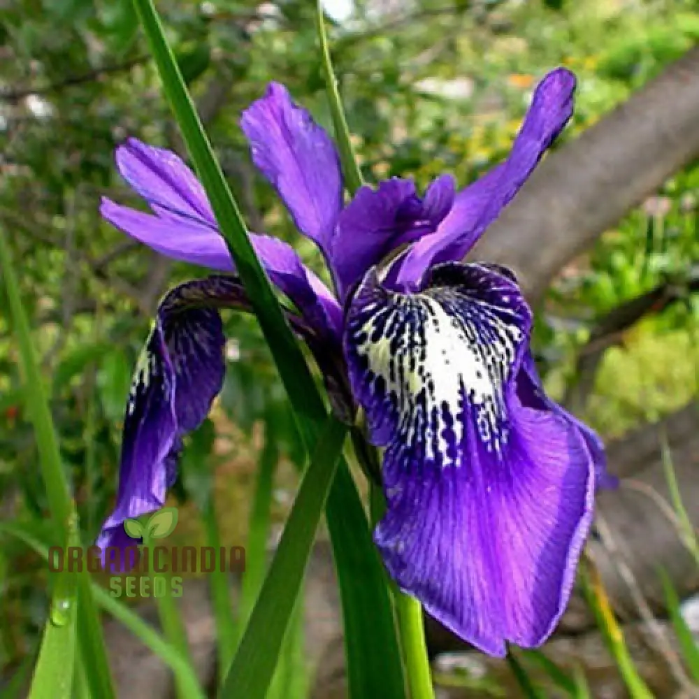 Iris Clarkei Seeds : Exquisite Perennial for Your Garden - Hardy, Beautiful, and Easy to Grow