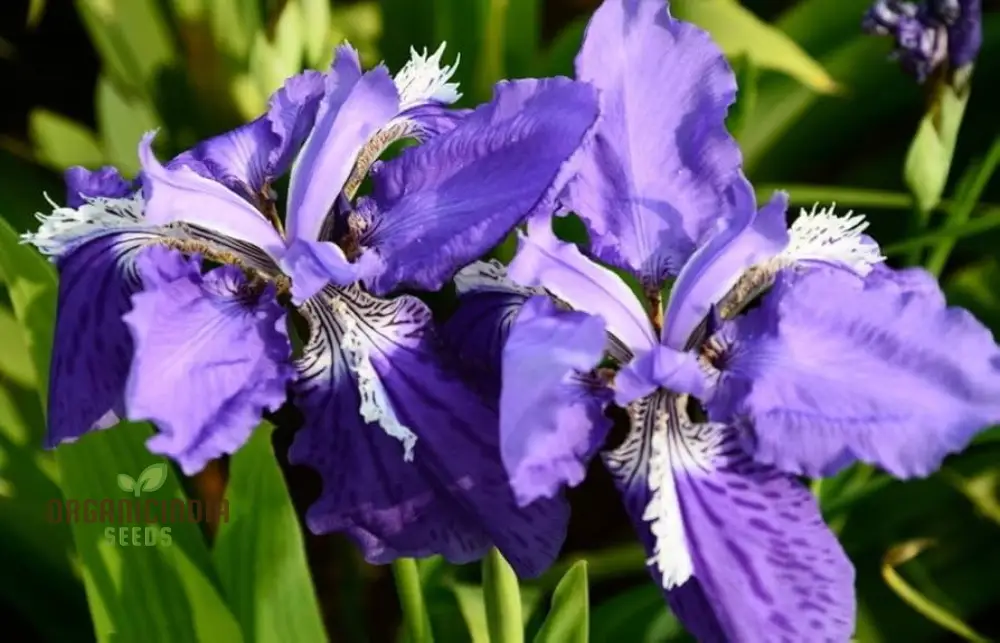 Iris Clarkei Seeds : Exquisite Perennial for Your Garden - Hardy, Beautiful, and Easy to Grow - Image 3