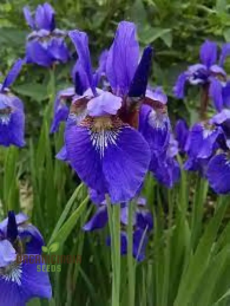 Iris Clarkei Seeds : Exquisite Perennial for Your Garden - Hardy, Beautiful, and Easy to Grow - Image 4