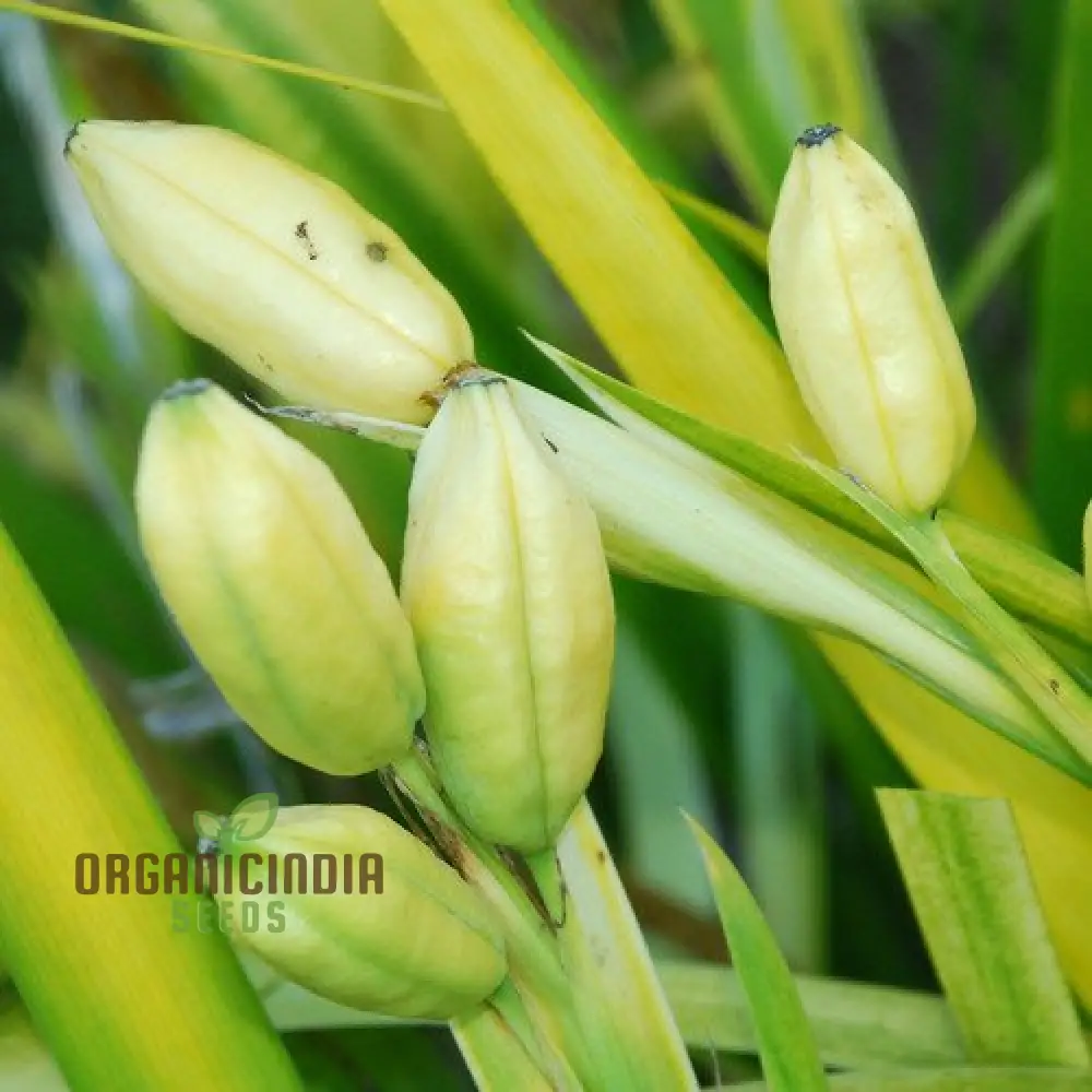 Iris Foetidissima Paul's Gold Seeds for Stunning Garden Additions and Expert Gardening Enthusiasts