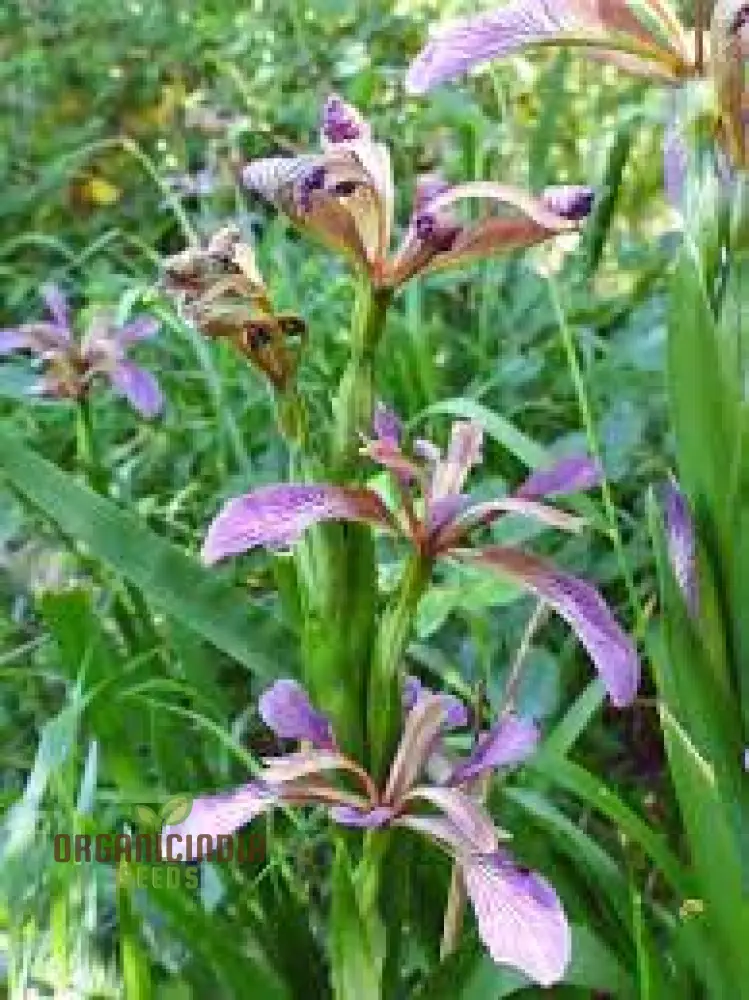 Iris Foetidissima Seeds - Gardening Enthusiast's Choice for Hardy Perennial Beauty - Image 3