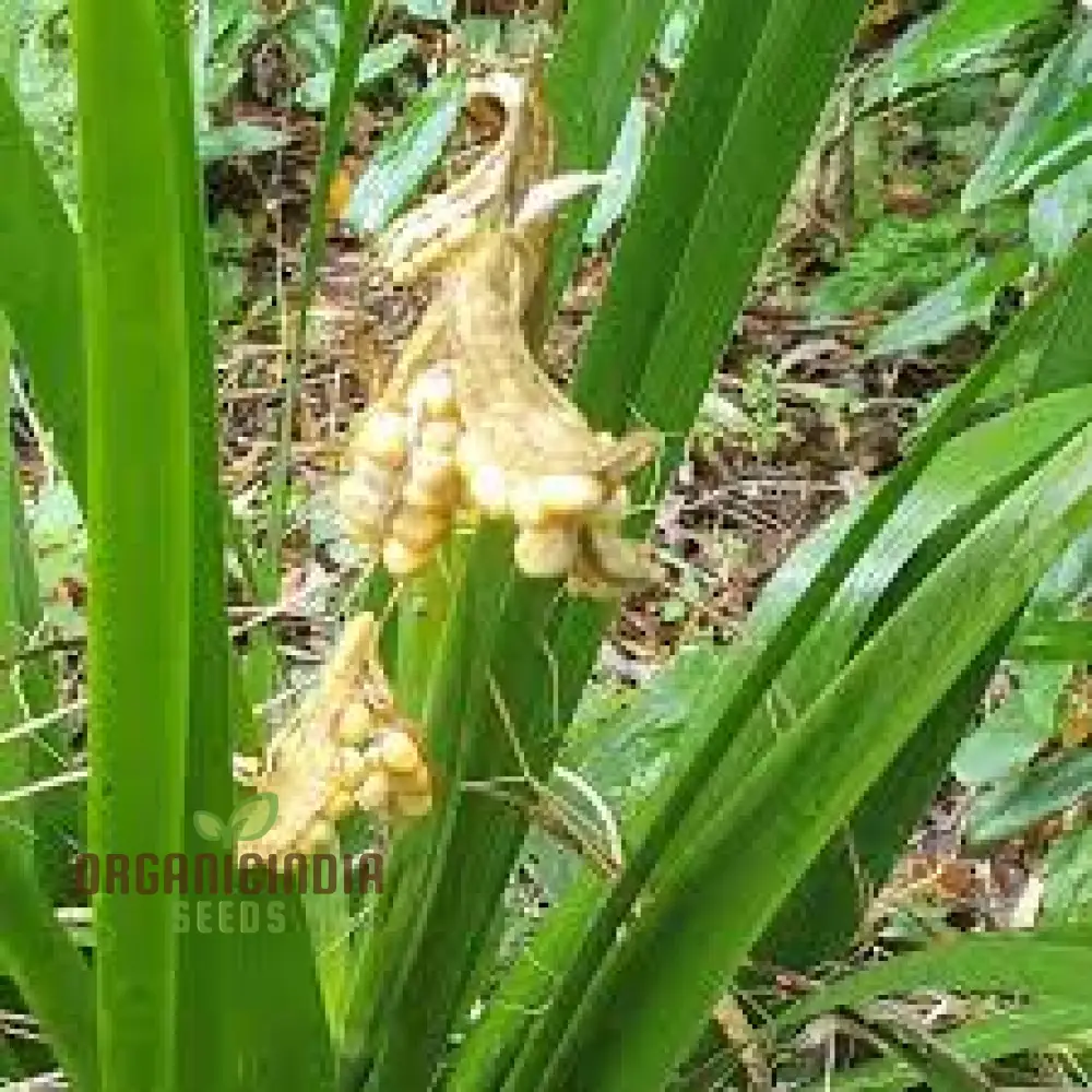 Iris Foetidissima 'String Of Pearls' Seeds - Exotic Gardening Perennial Seeds for Vibrant Gardens
