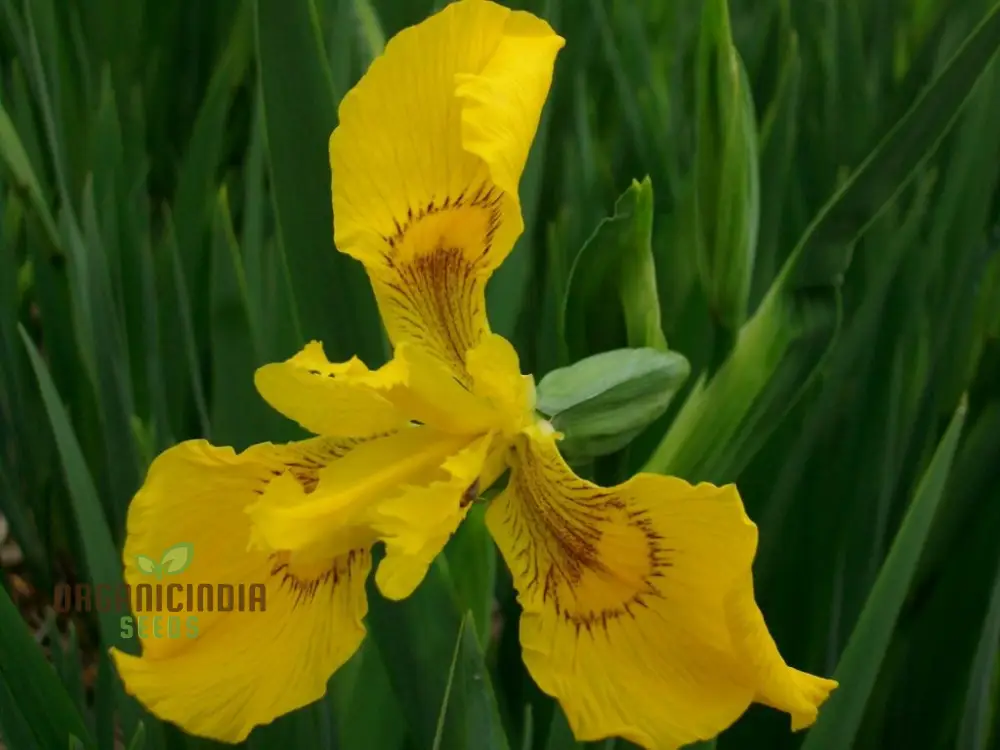 Iris Wilsonii Seeds – Elevate Your Garden with Stunning, Graceful Blooms!