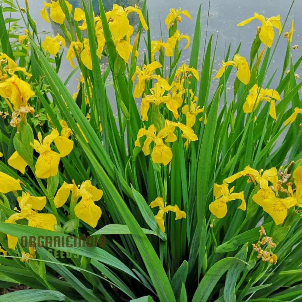 Iris Wilsonii Seeds – Elevate Your Garden with Stunning, Graceful Blooms! - Image 3