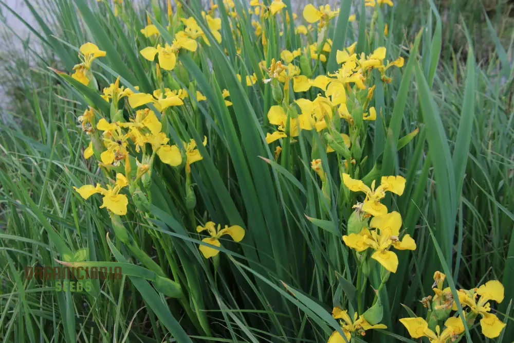 Iris Wilsonii Seeds – Elevate Your Garden with Stunning, Graceful Blooms! - Image 4