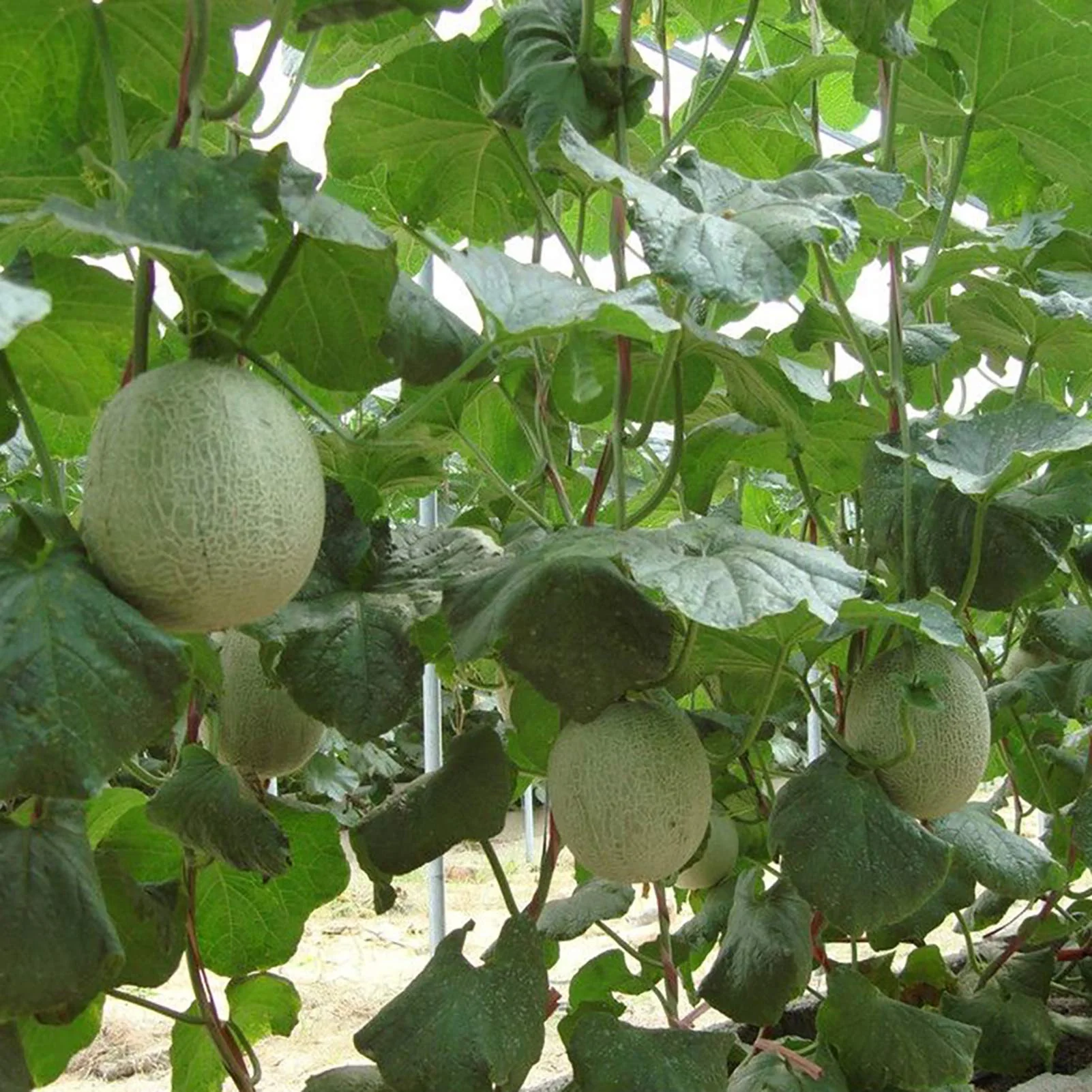 Iroquois Cantaloupe Melon (Cucumis melo) – Fruit Seeds - Image 3