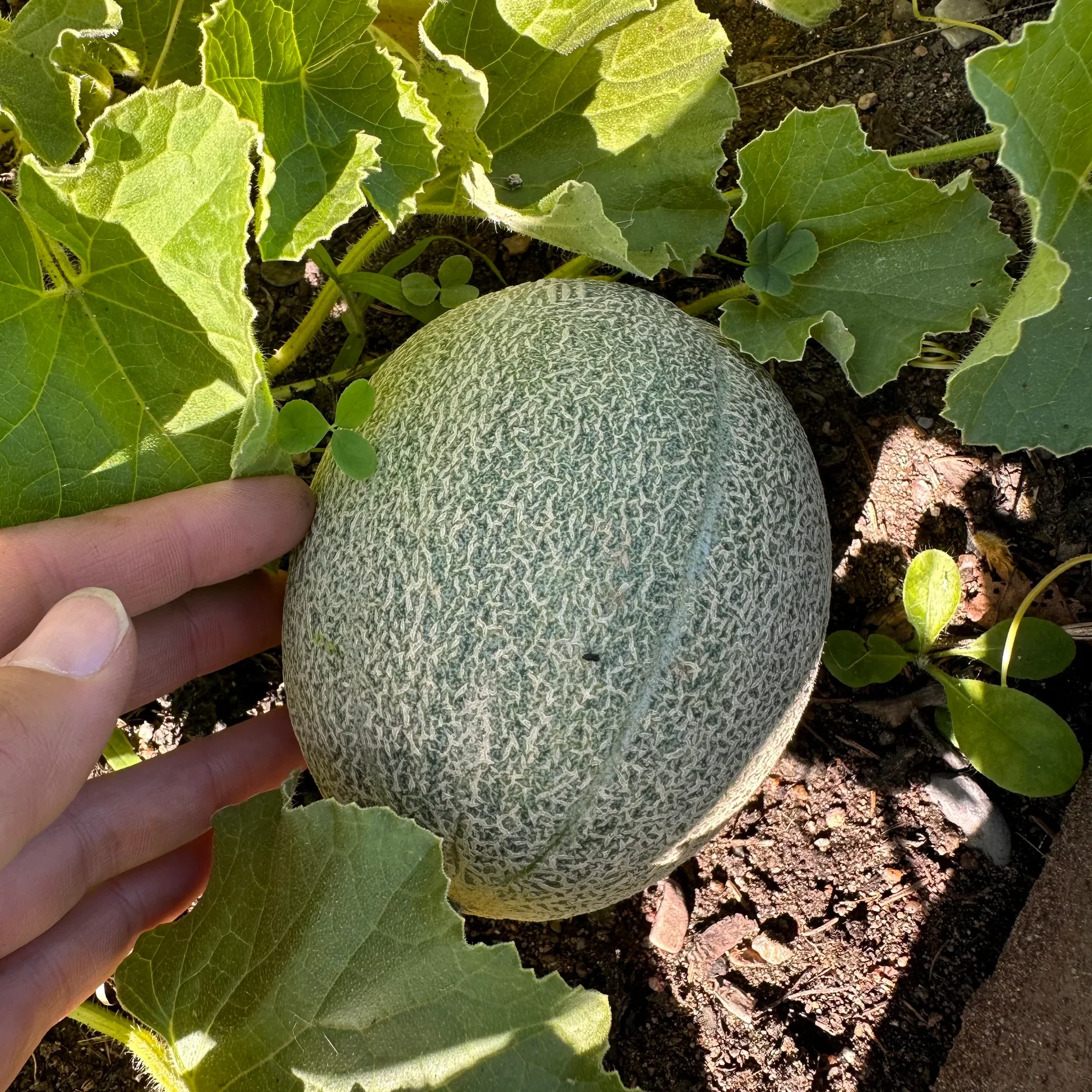 Iroquois Cantaloupe Melon (Cucumis melo) – Fruit Seeds - Image 6