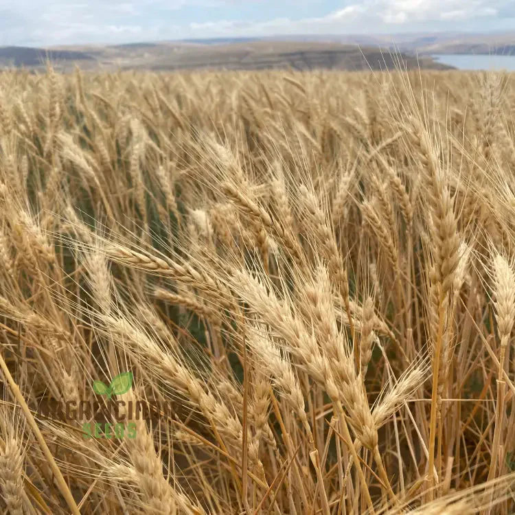 Israel Wheat Grass Seeds, High Yield Seeds for Optimal Planting and Gardening Success