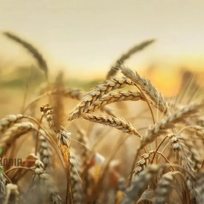 Israel Wheat Grass Seeds, High Yield Seeds for Optimal Planting and Gardening Success - Image 3
