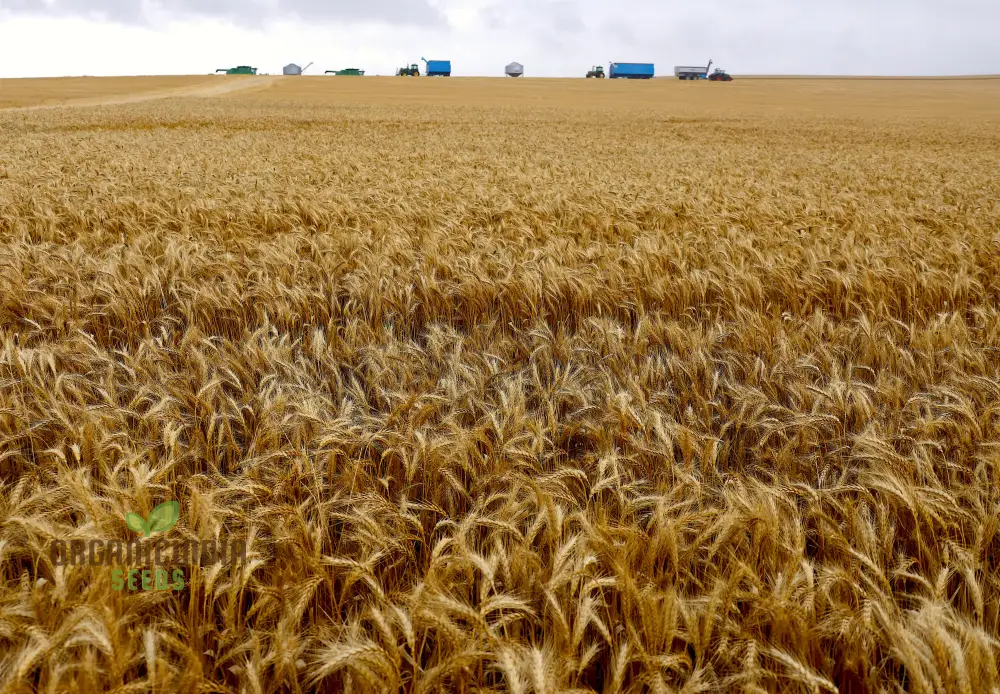 Israel Wheat Grass Seeds, High Yield Seeds for Optimal Planting and Gardening Success - Image 4