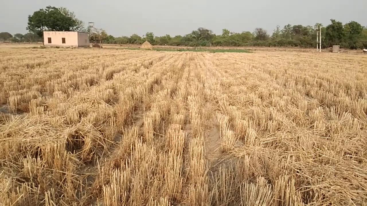 Israel Wheat Grass Seeds, High Yield Seeds for Optimal Planting and Gardening Success - Image 5