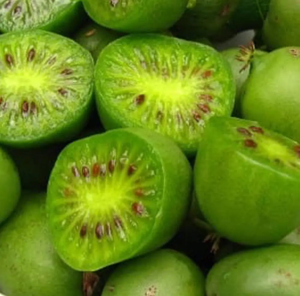 Issai Kiwi Seeds for Planting – Grow Sweet & Self-Pollinating Kiwi Fruits - Image 2