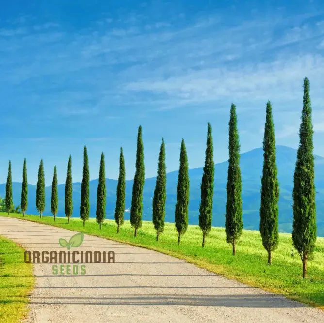 Italian Cypress Narrow Columnar Tree Seeds, Cupressus Sempervirens Stricta Seeds