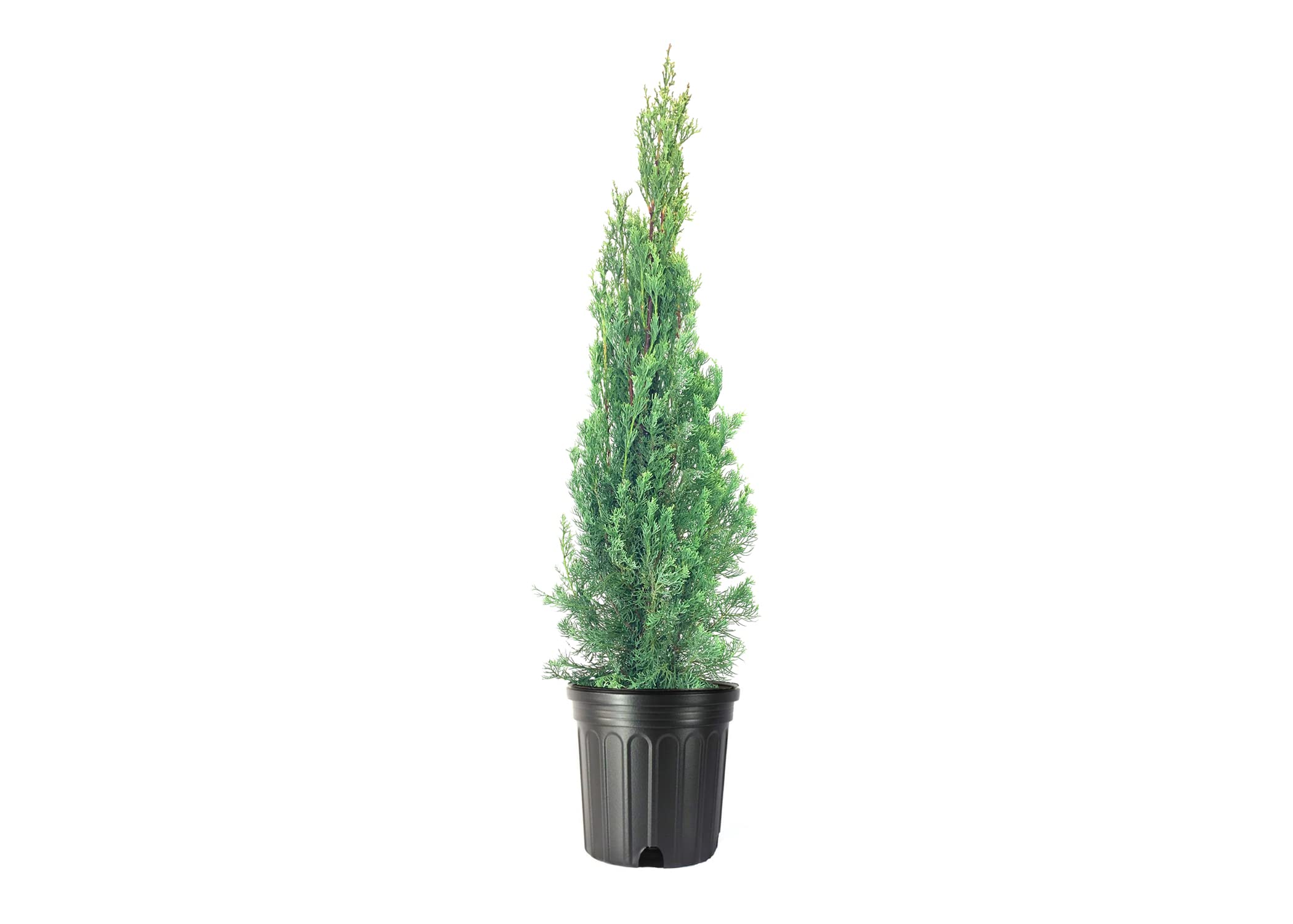 Italian Cypress Narrow Columnar Tree Seeds, Cupressus Sempervirens Stricta Seeds - Image 2