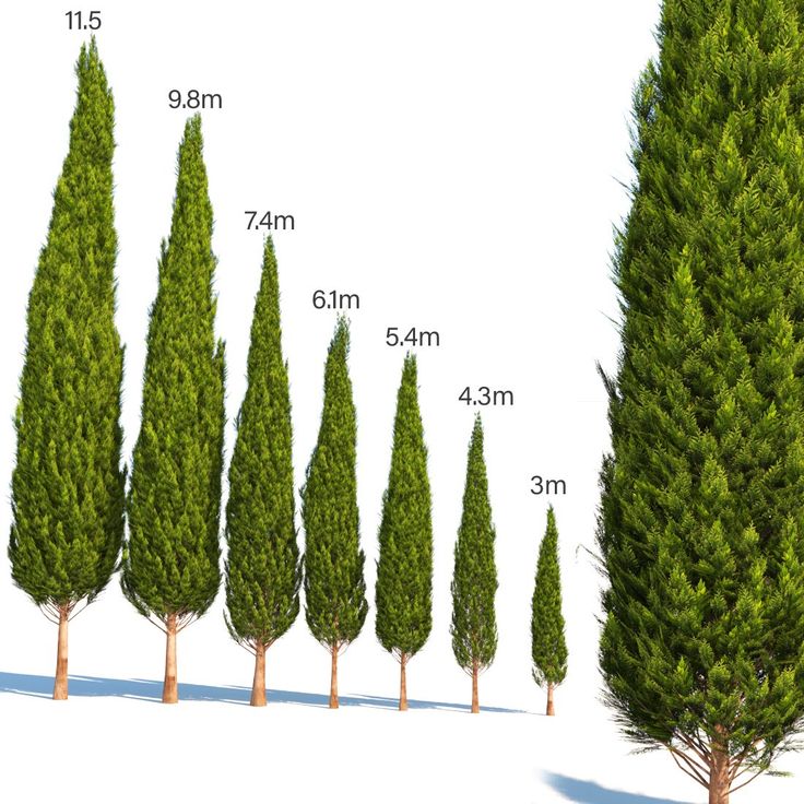 Italian Cypress Narrow Columnar Tree Seeds, Cupressus Sempervirens Stricta Seeds - Image 3