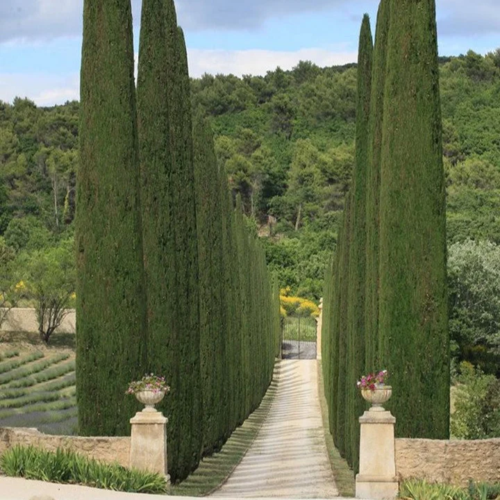 Italian Cypress Narrow Columnar Tree Seeds, Cupressus Sempervirens Stricta Seeds - Image 4